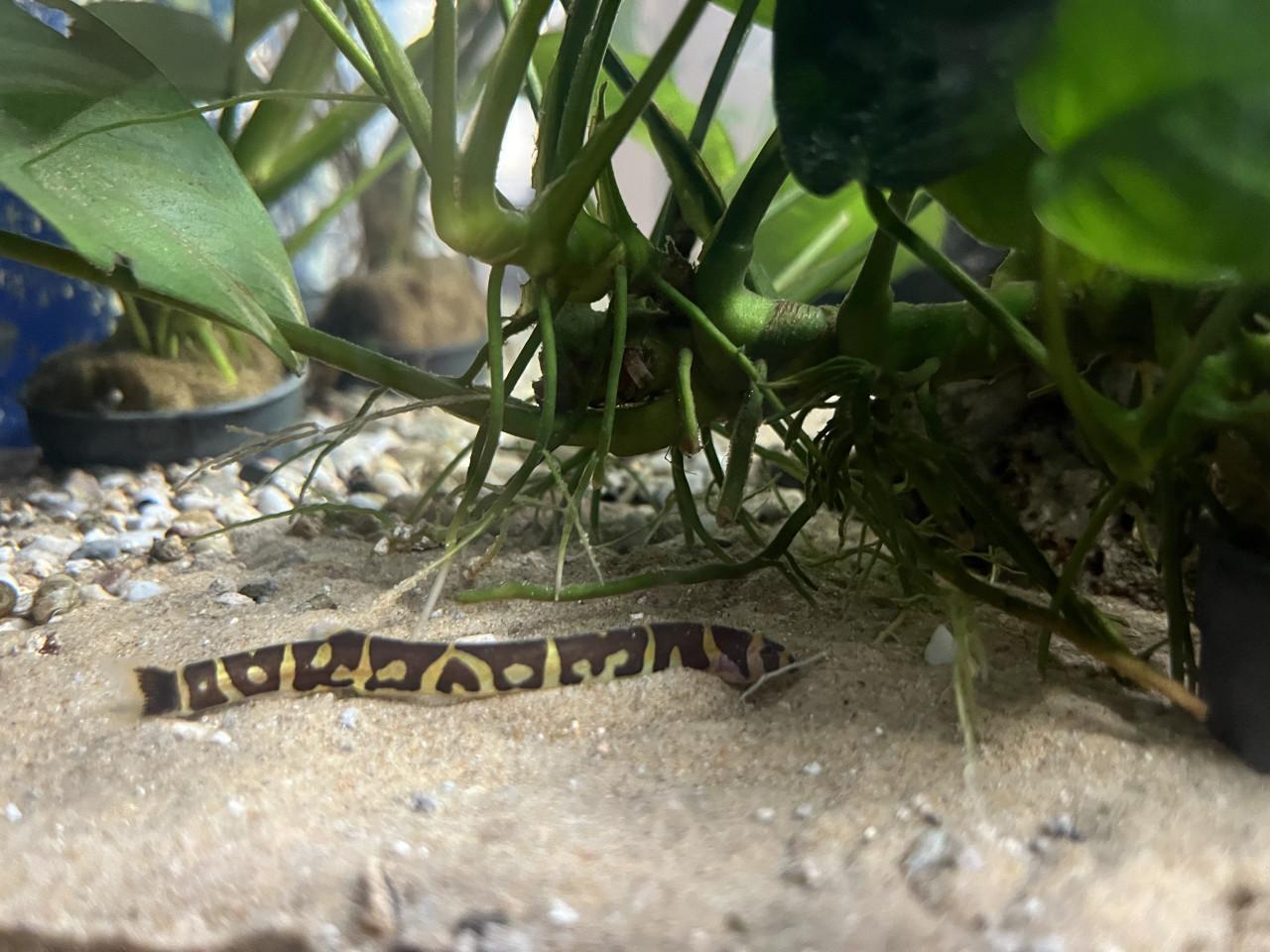 Aquarium