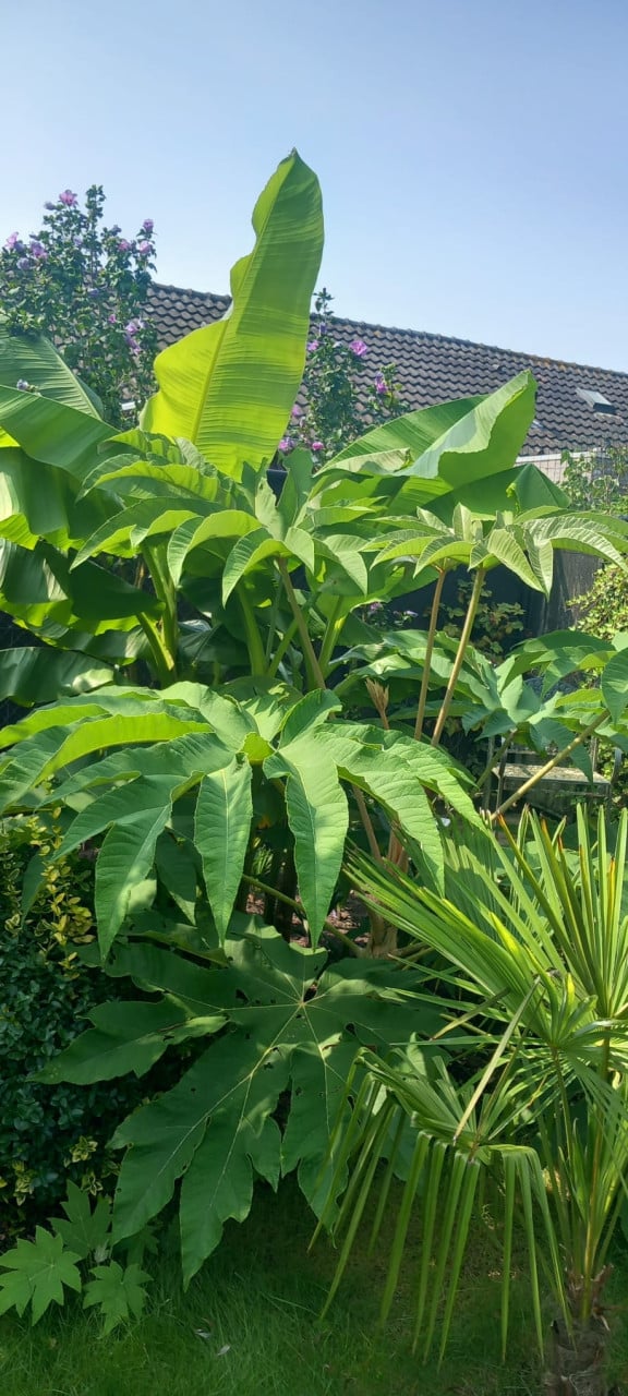 Tetrapanax, Rijstpapierplant.