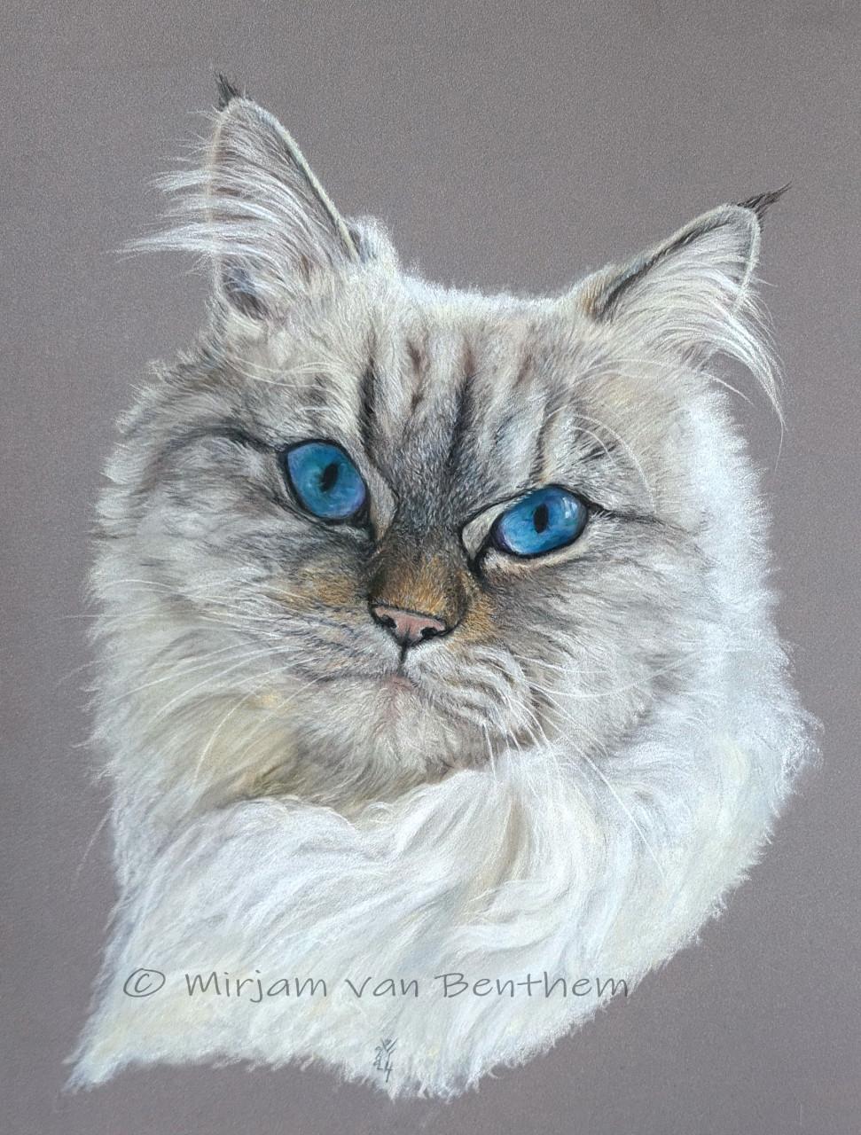 Portret van uw huisdier