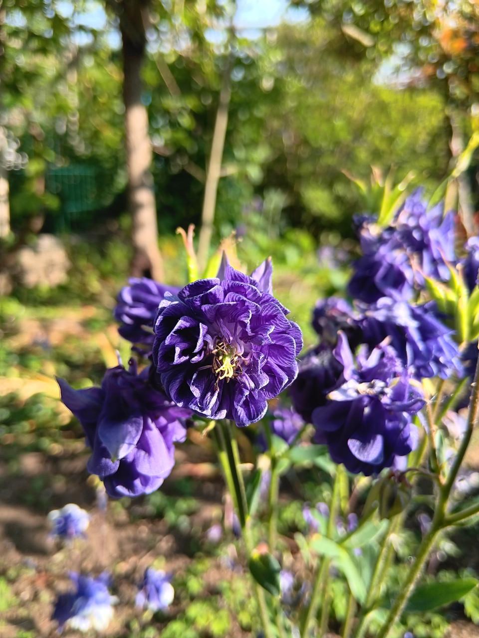 🌸🌺🌼Biologisch Gekweekte BloemZaden🌼🌺🌸