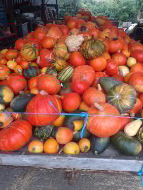 Pompoenen