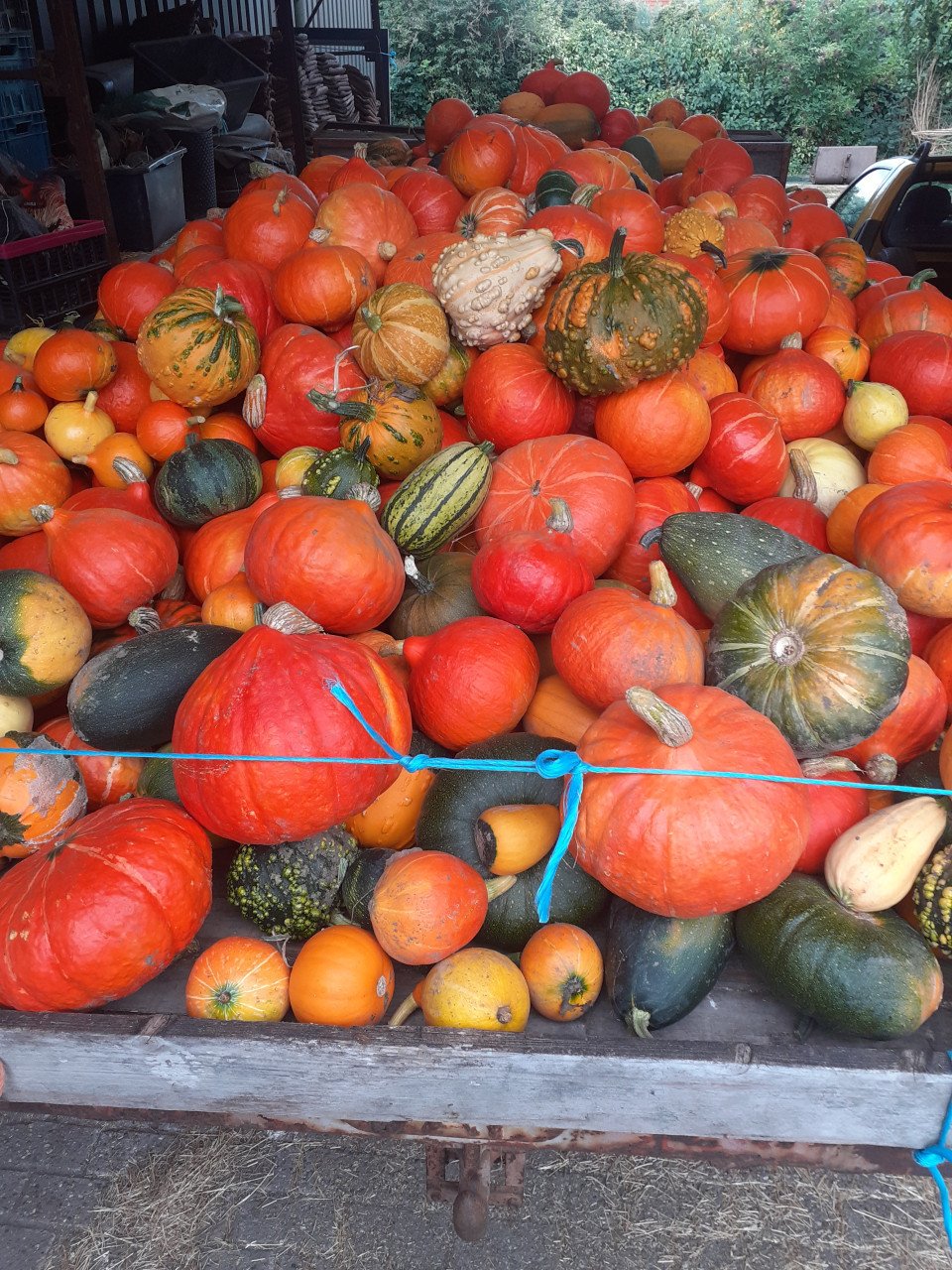 Pompoenen