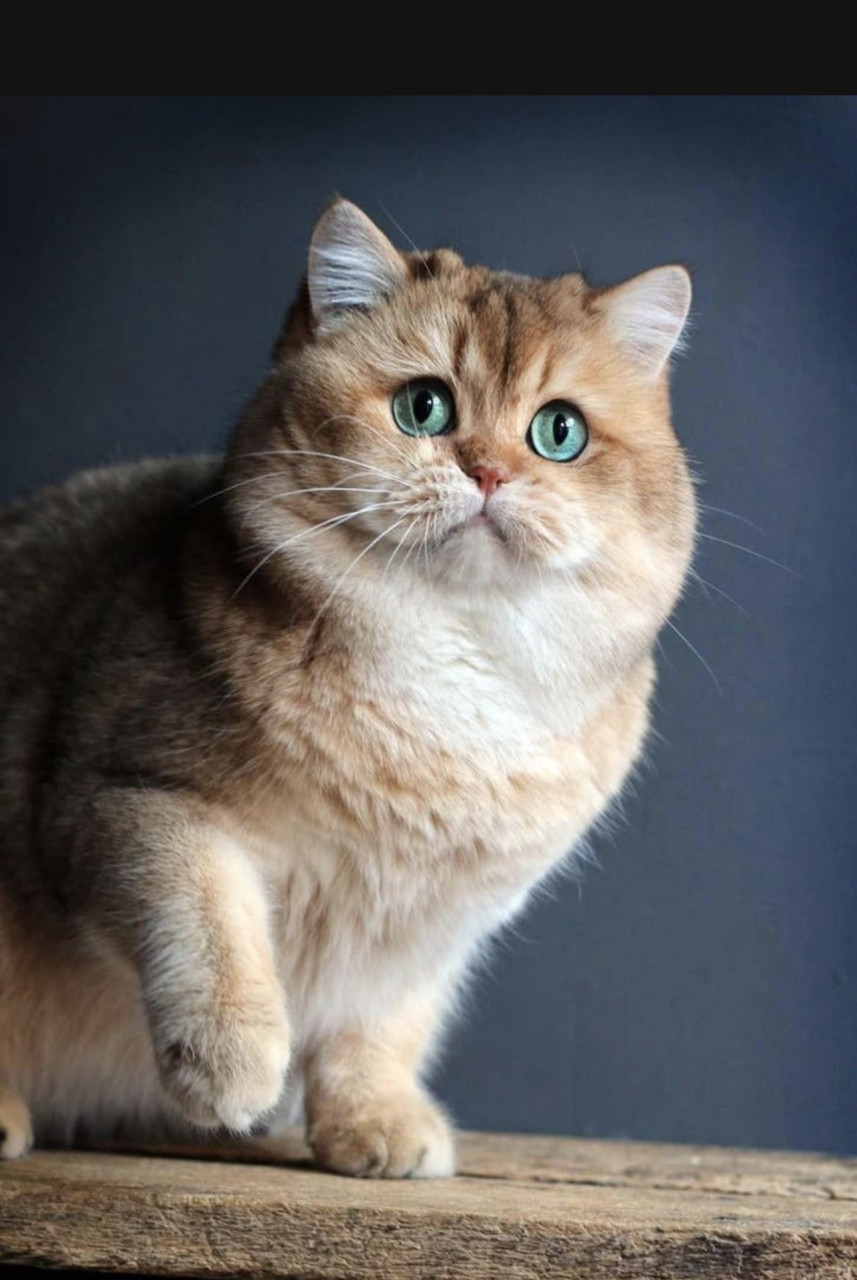 Prachtige britse korthaar kittens