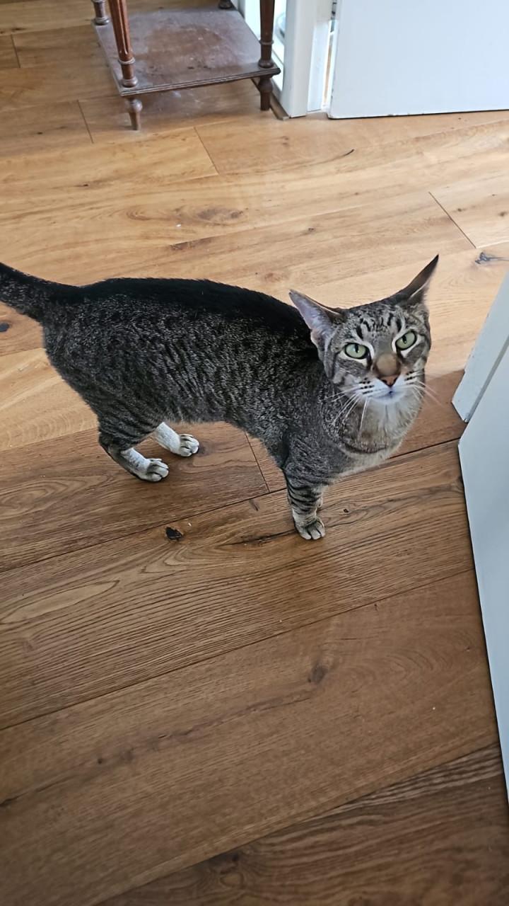Vermist: poes Trudie