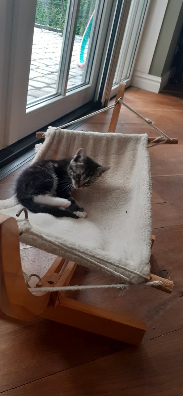 Prachtige kittens 😻😻😻