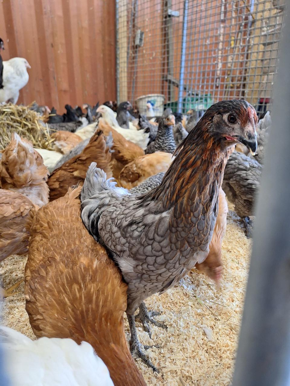 Jonge leghennen te koop