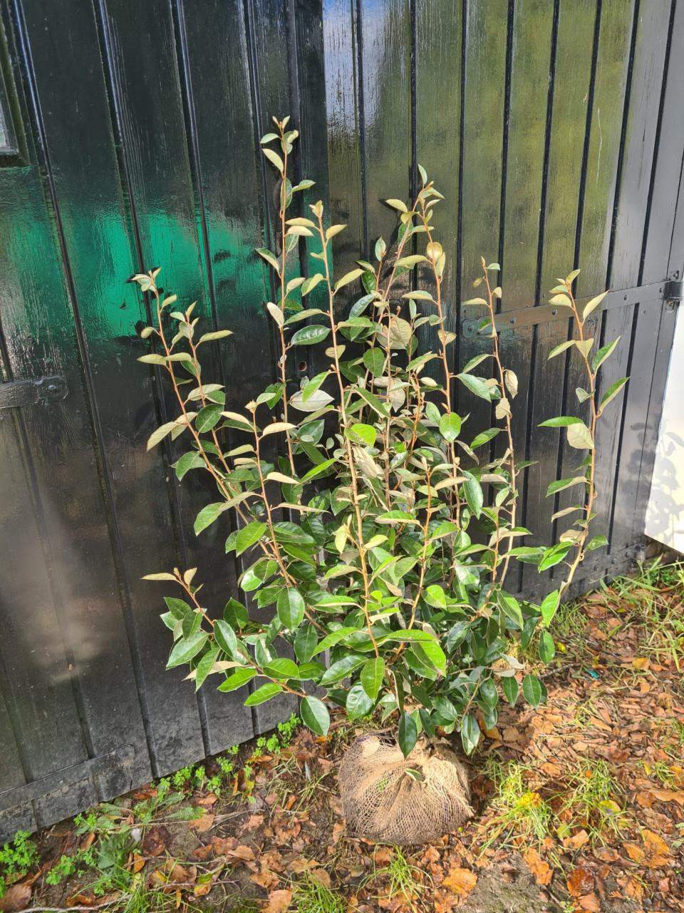 Olijfwilg haagplanten in alle soorten en maten