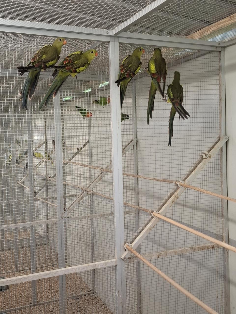 Ruime keuze uit allerlei volierevogels