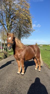 Waanzinnig brave kinderpony
