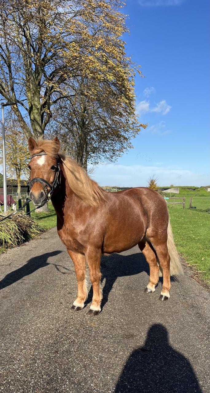 Waanzinnig brave kinderpony