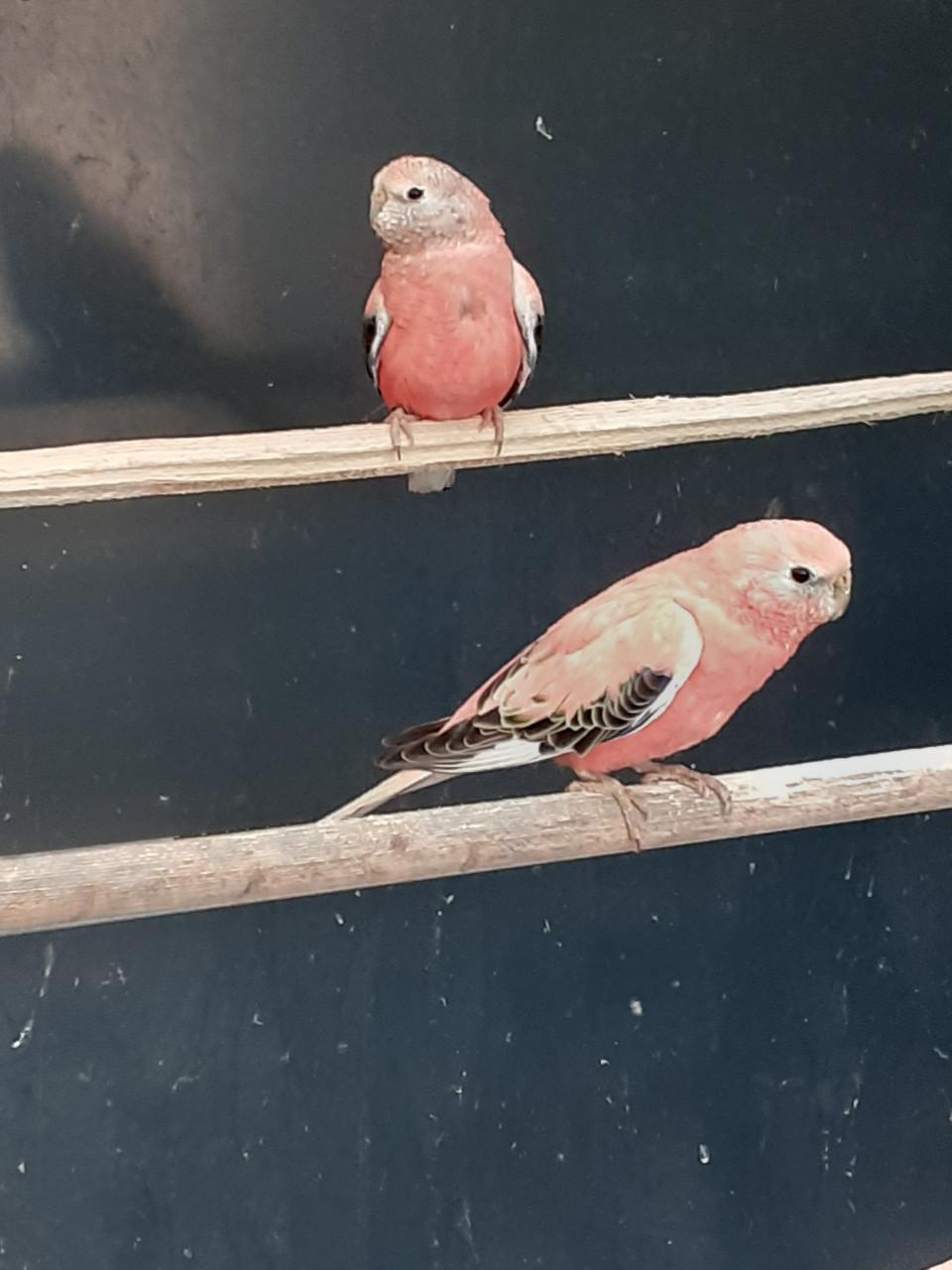 Roze bourkes parkieten  2025.