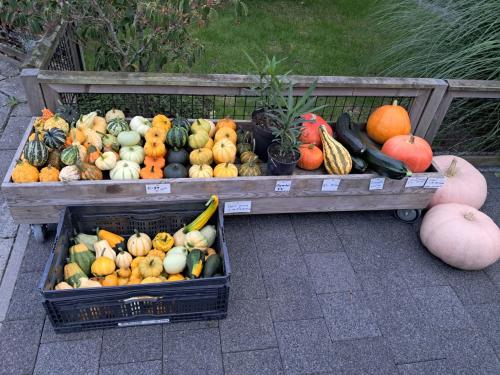 Kalebassen, pompoenen, courgettes