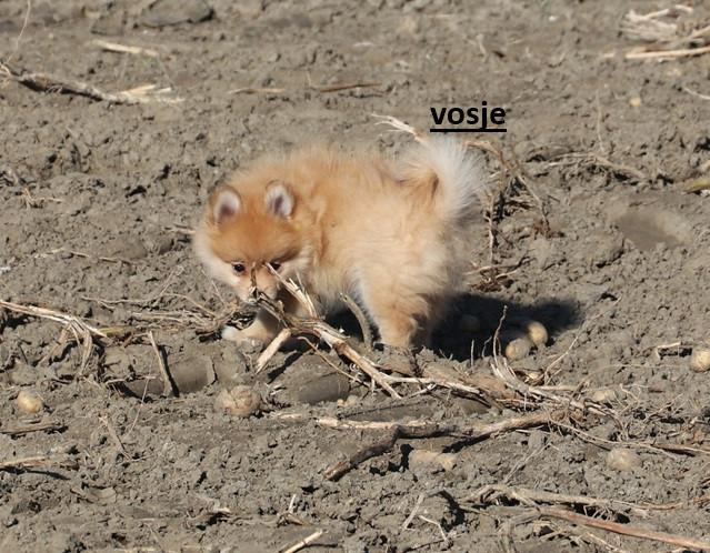 Pomeriaan pups ( teefjes )