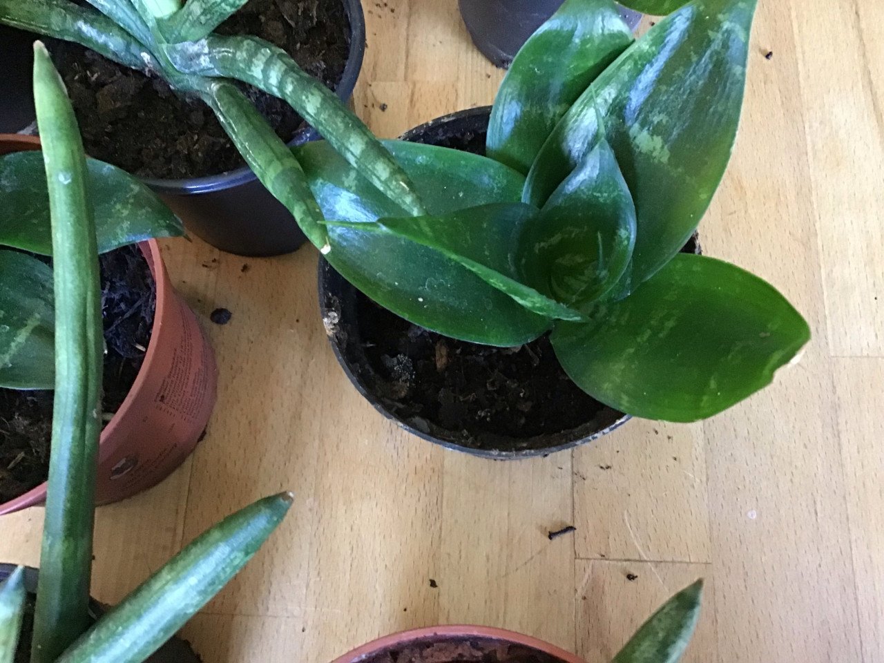 Sanseveria’s