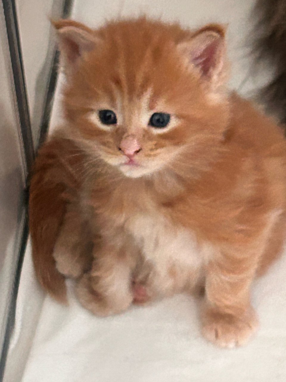 Nog 2 lieve Maincoon kittens beschikbaar!