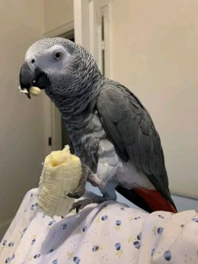 Grijze roodstaartpapegaai met kooi voor adoptie
