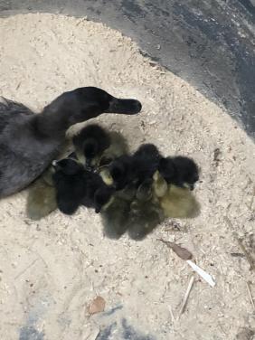 Indische loopeendjes natuurbroed!