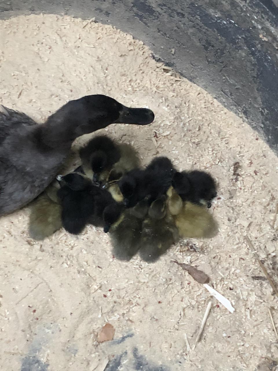 Indische loopeendjes natuurbroed!