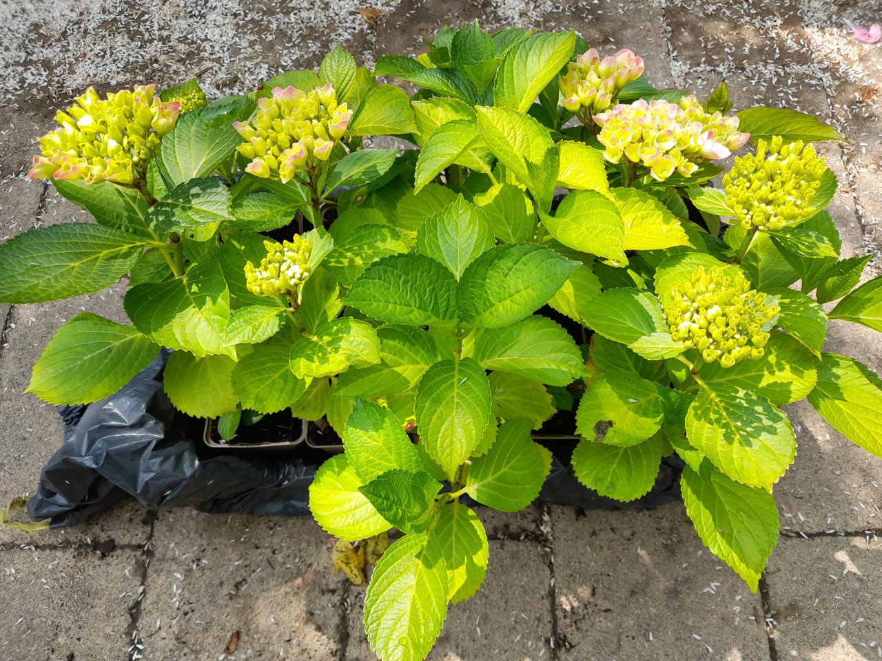 Hortensia roze