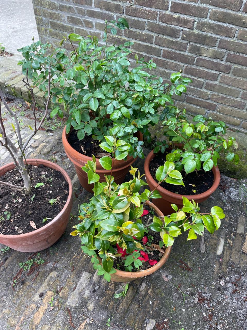4 gratis tuinplanten met pot