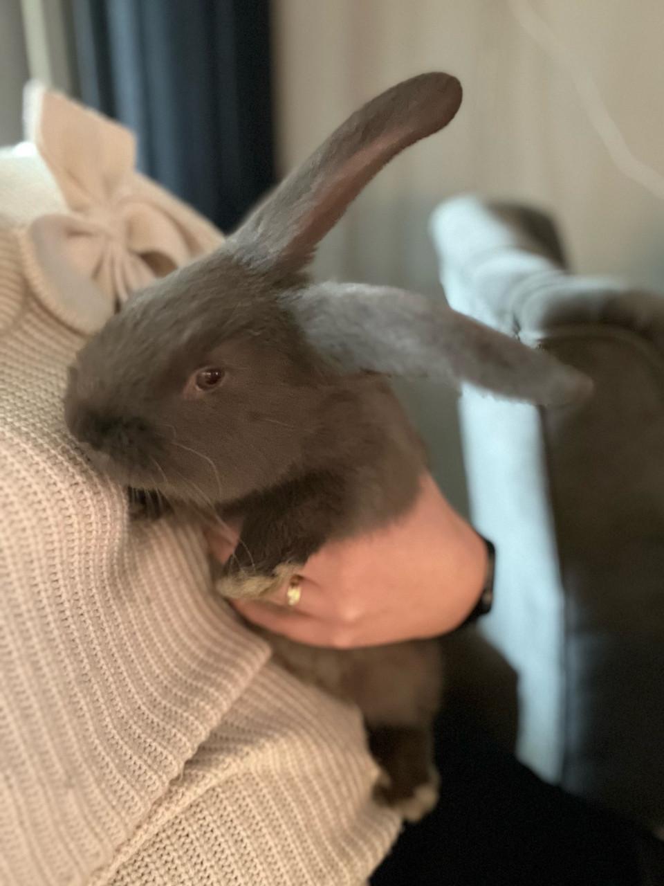 Duitse reus 9 weken oud