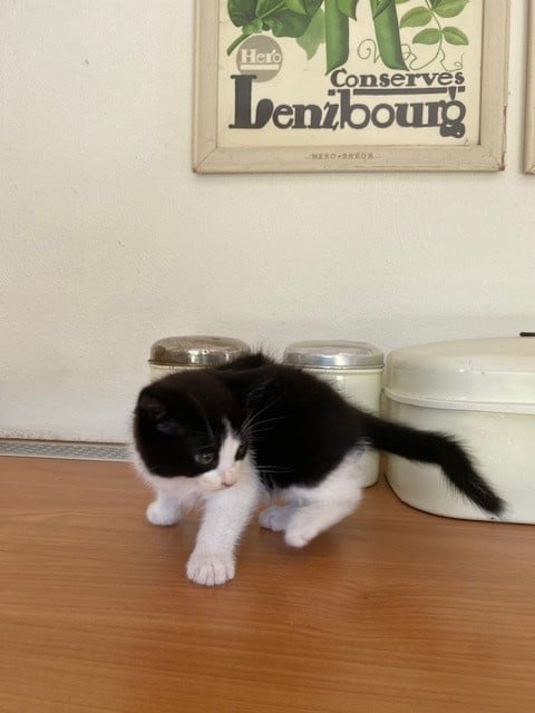 Kitten Zwart/wit ontwormt.