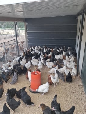 Grote keuze jonge leghennen tijdens de dierendagdagen