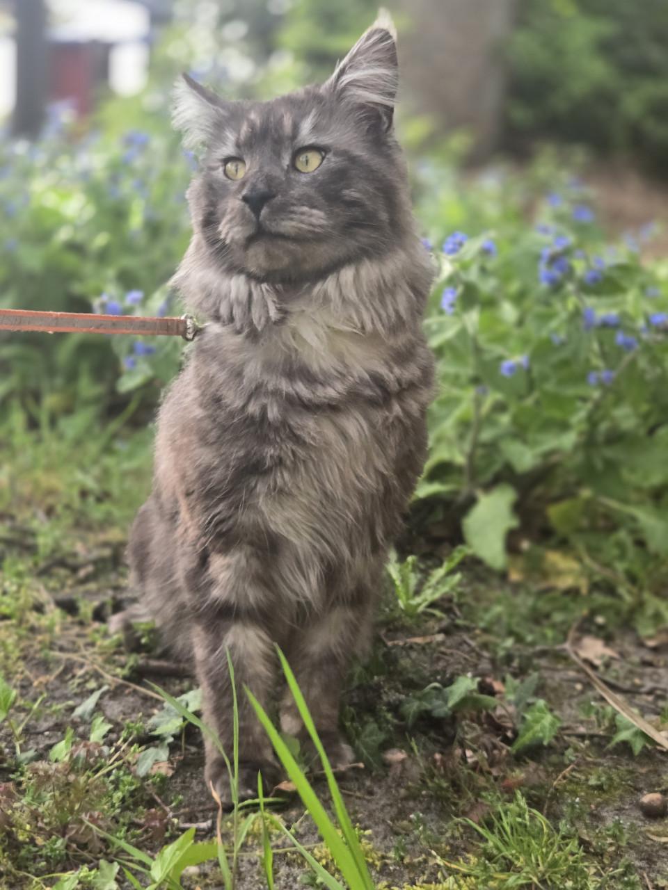 Prachtige maine coon dekkater