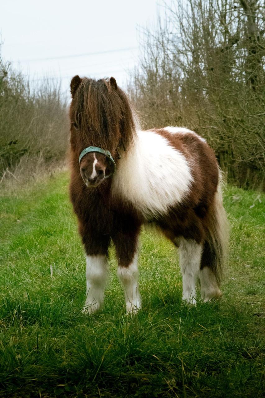 Minipaardje