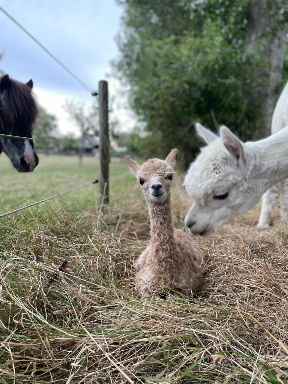 Mooie lieve alpaca ruin