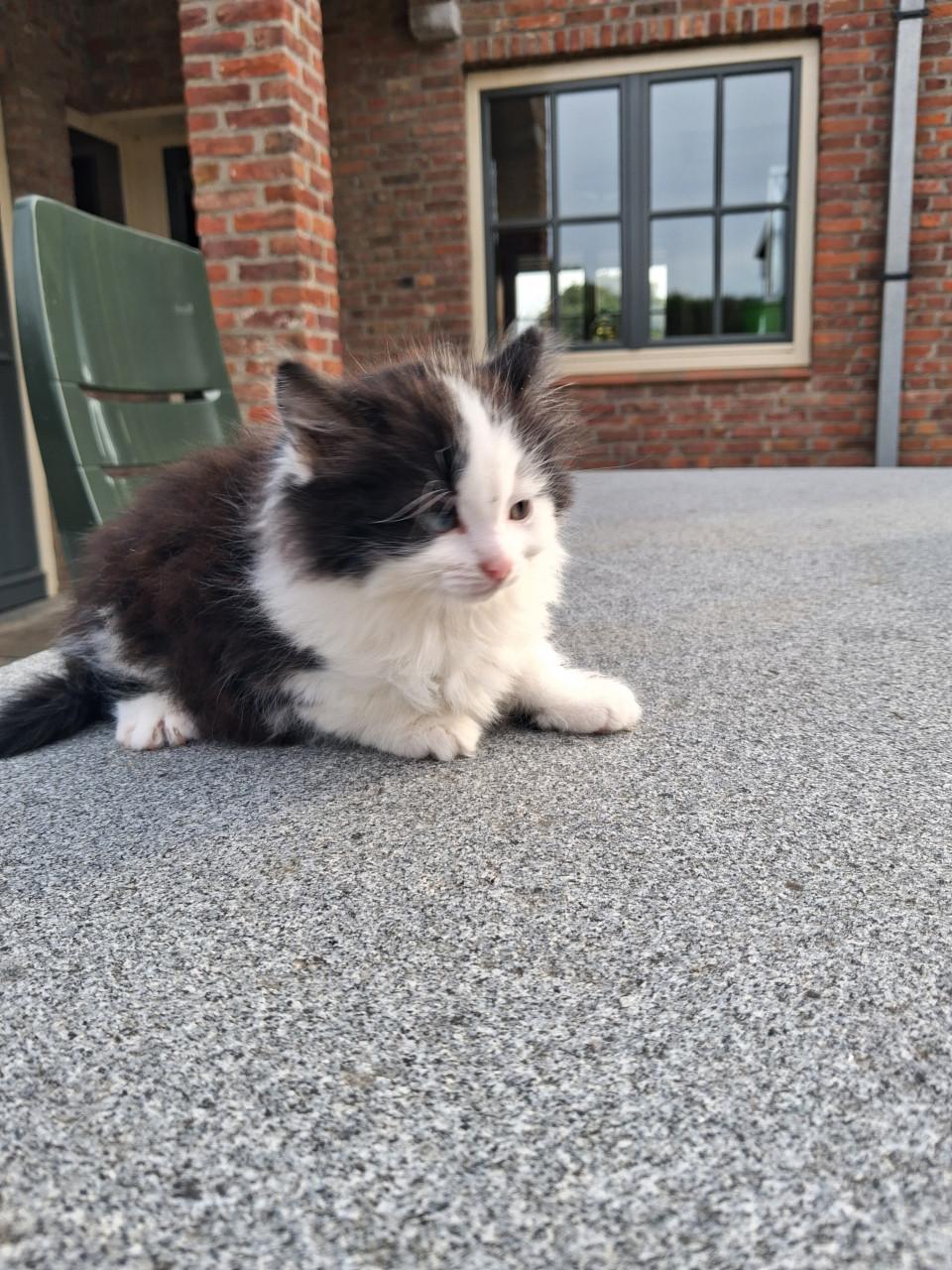 Kitten