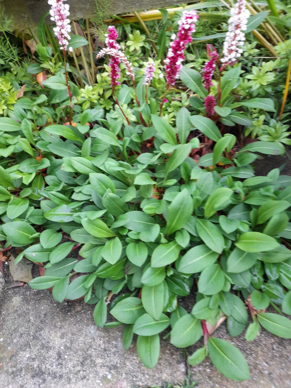 Vaste planten voor €1,-