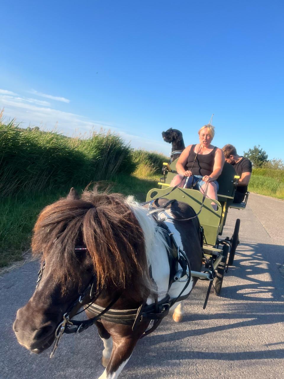 Zwartbonte 15 jarige Shetlander merrie