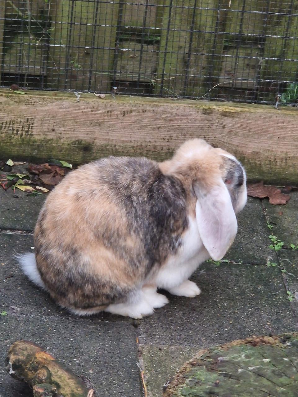 Koppel franse hangoren