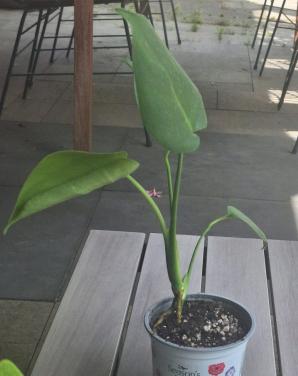 Gatenplant