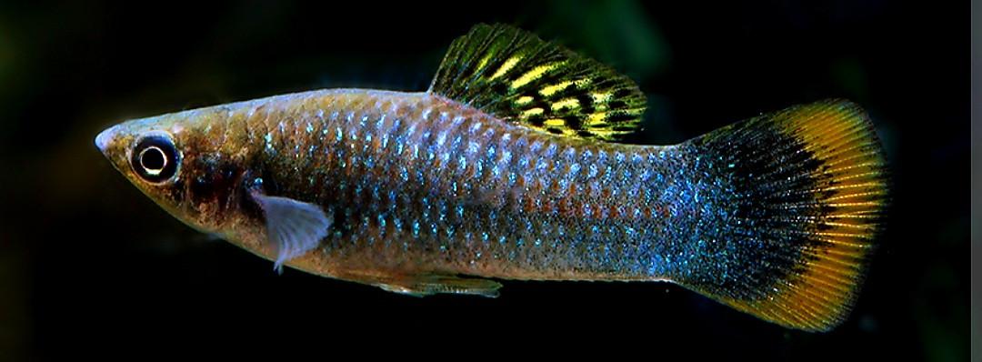 Poecilia Mexicana zuivere levendbarende