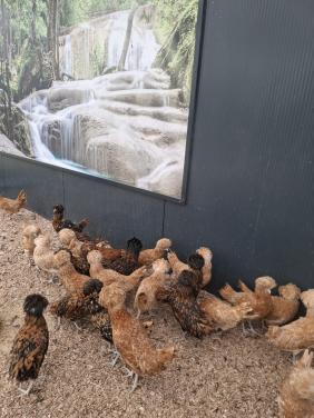 Ruime keuze uit padua hennen