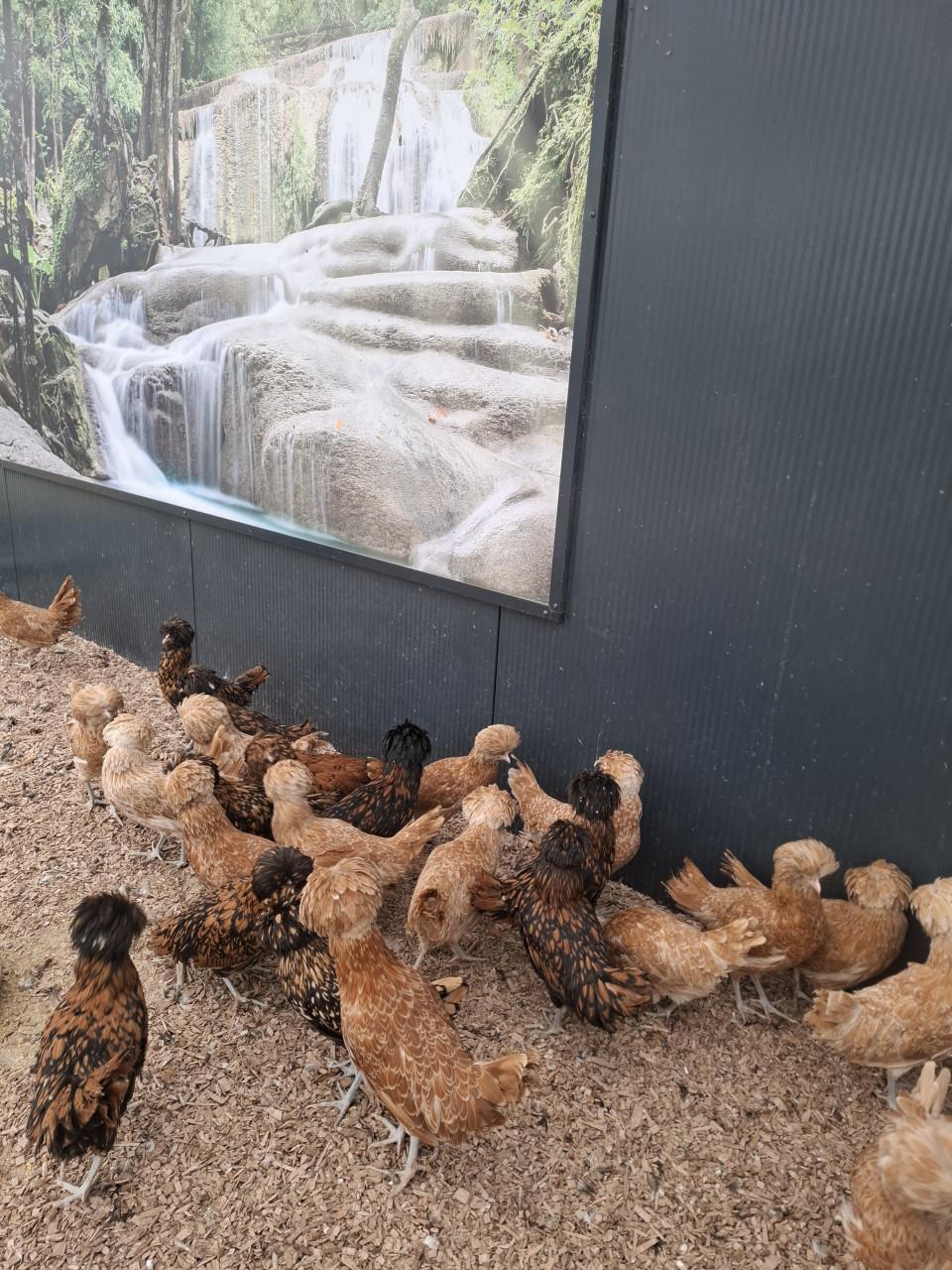 Ruime keuze uit padua hennen