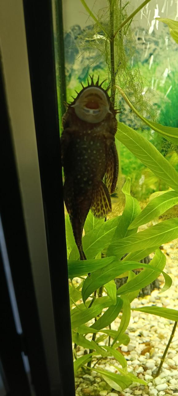 Juwel Rio 180 aquarium