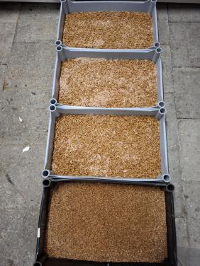 Verse levende meelwormen en buffalo