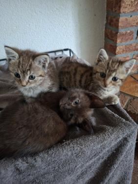 Kittens