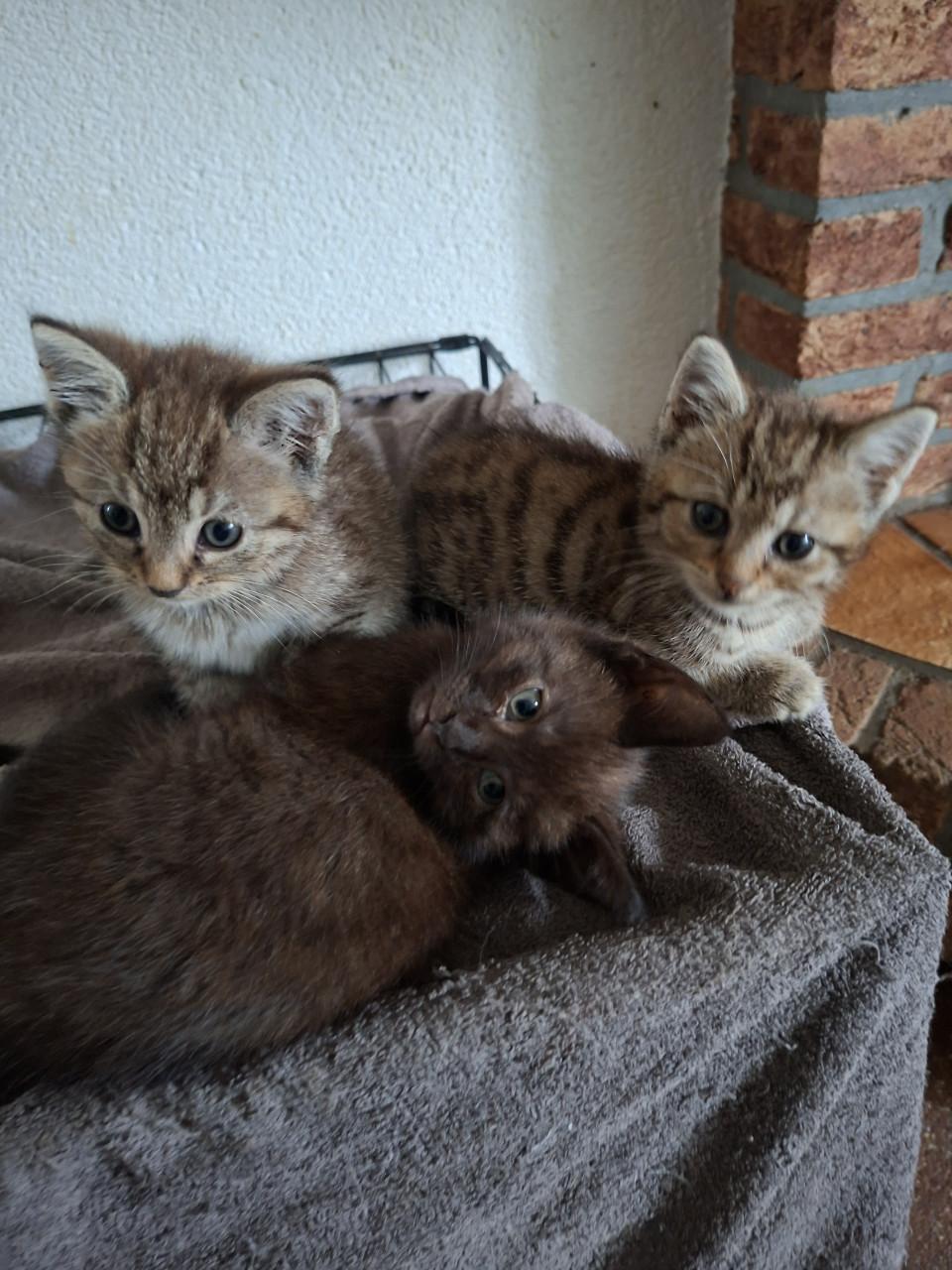 Kittens