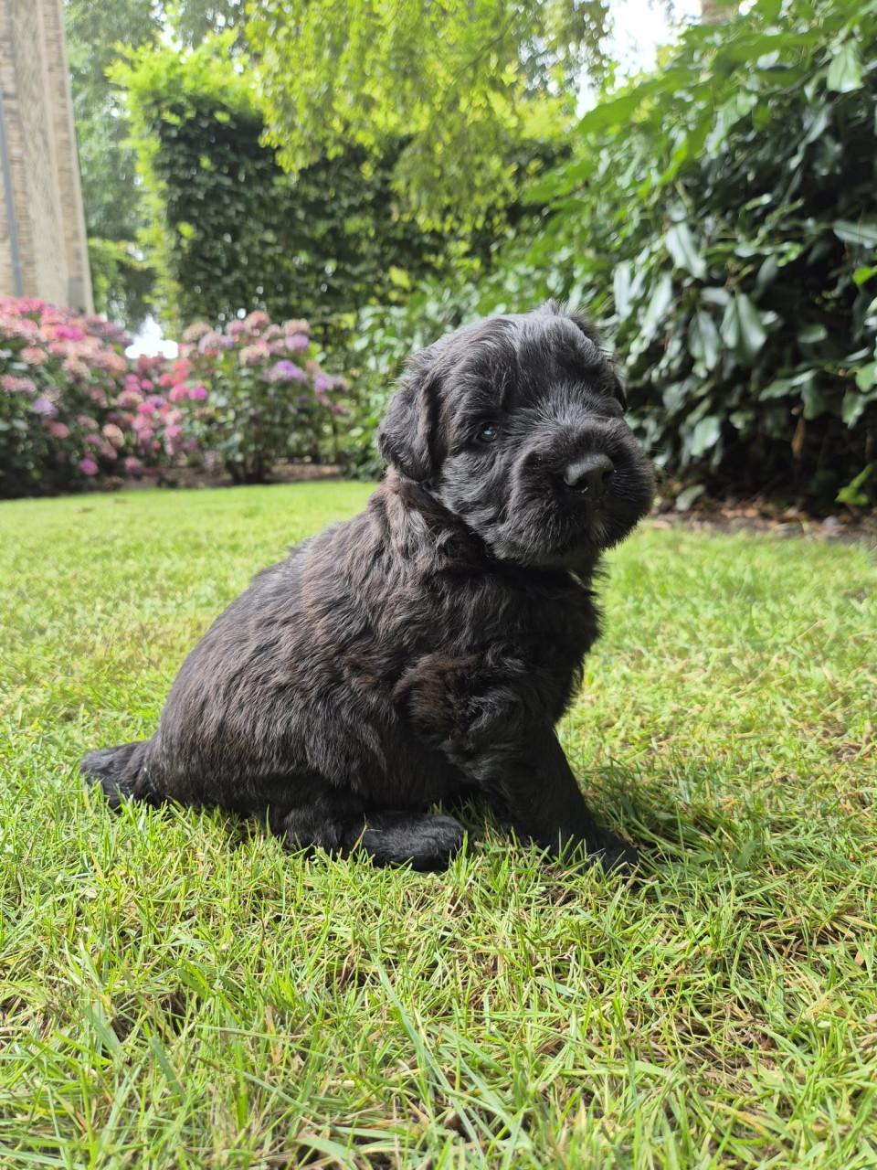 Bouvier pup