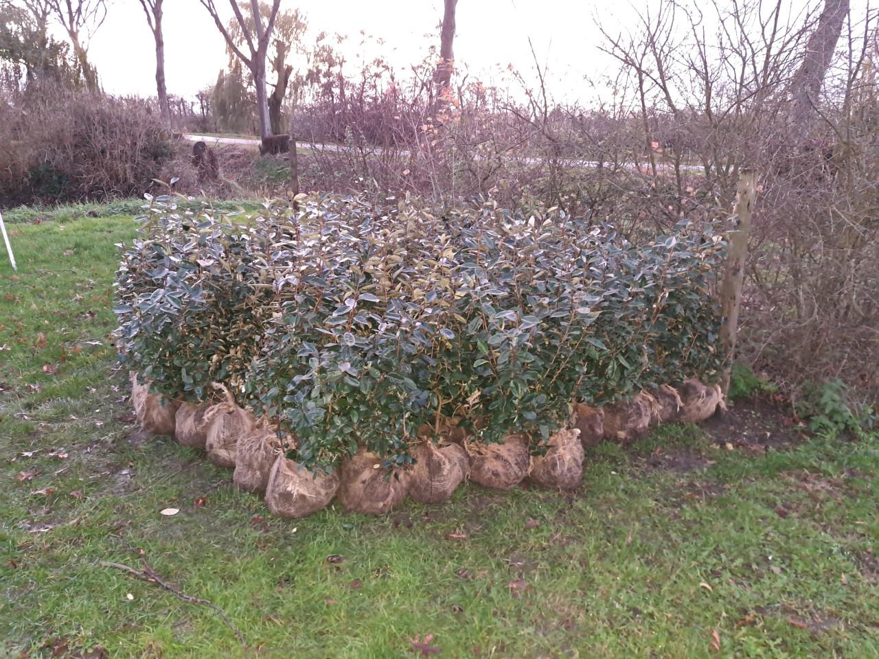 Olijfwilg, Elaeagnus