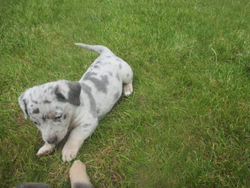 Prachtige jackrussell pups