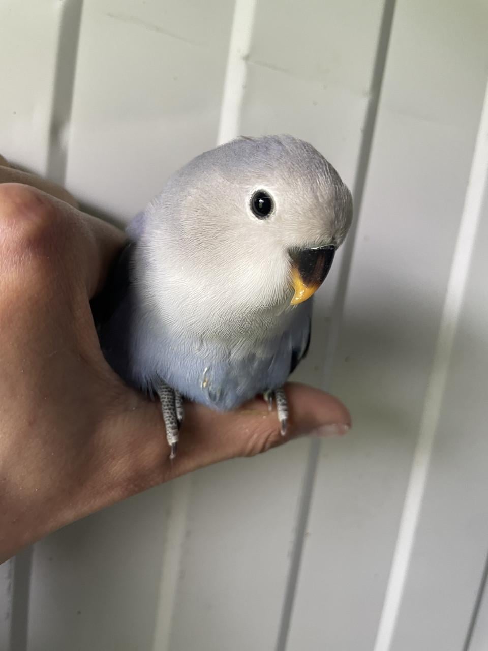 Tamme dwergpapegaai roseicollis.