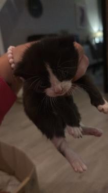 Mooie kittens te koop