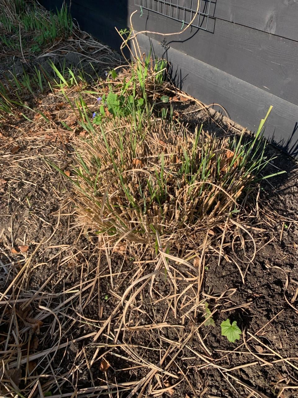 Diverse vaste tuinplanten