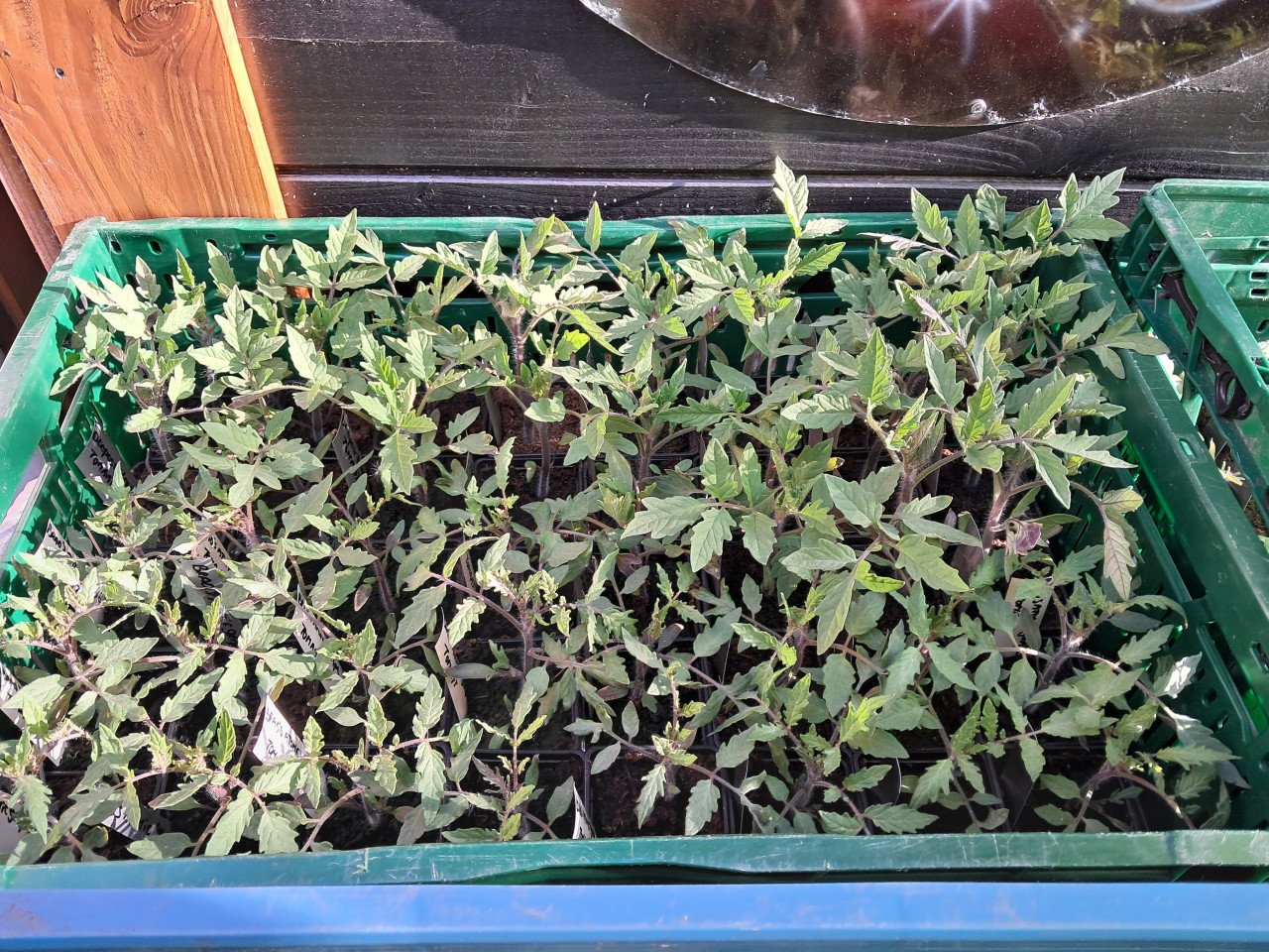 Tomatenplanten te koop