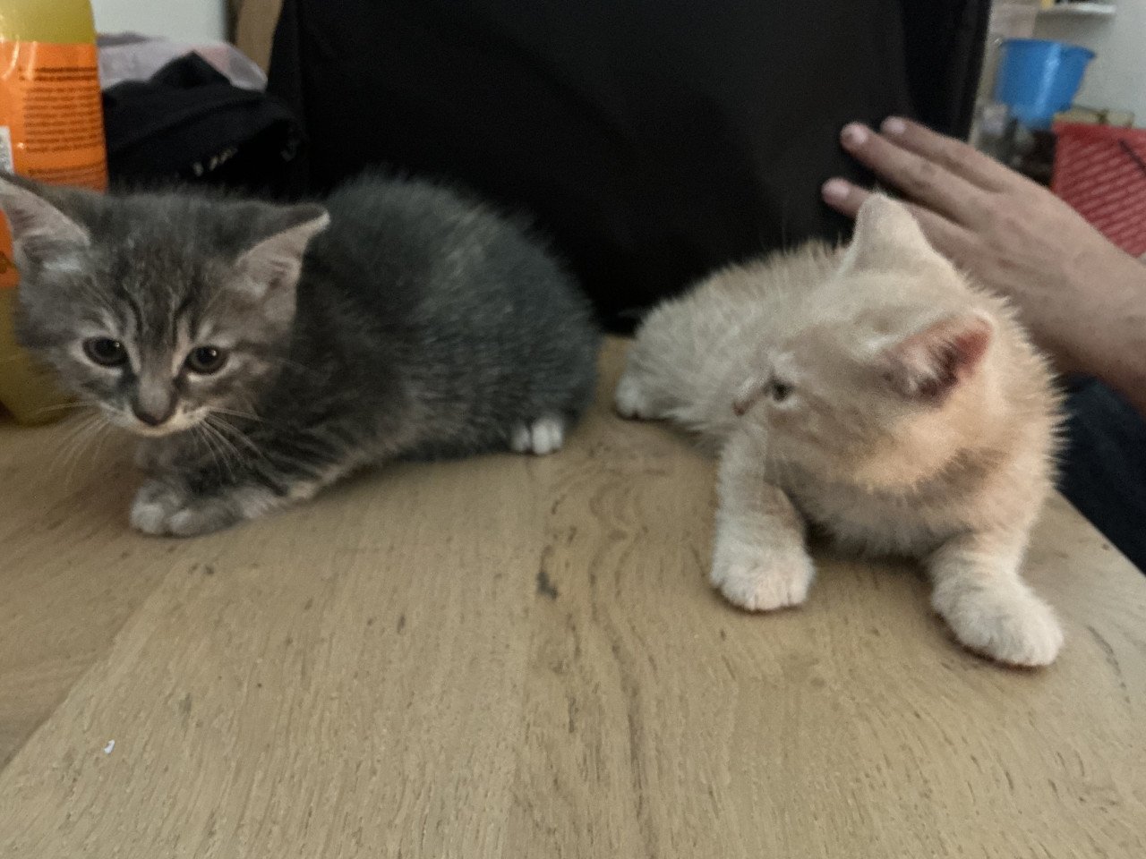 Kittens te koop